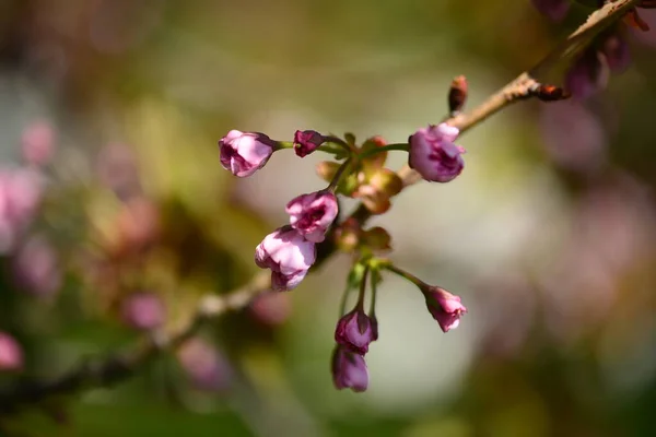 桜や桜の花の鮮やかな色が青空を背景に ソフトフォーカス — ストック写真