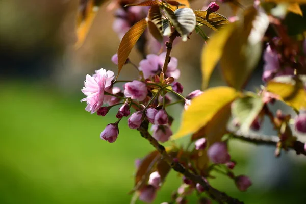 桜や桜の花の鮮やかな色が青空を背景に ソフトフォーカス — ストック写真