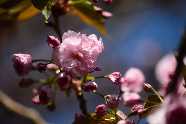 Levendige Kleur Van Cherry Blossom Sakura Bloem Blauwe Lucht Achtergrond — Stockfoto