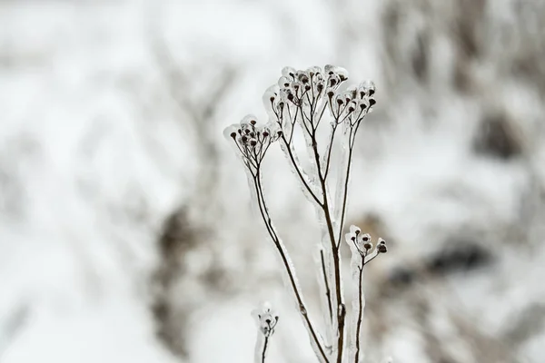 Зима Замороженные Растения Сухие Цветы Покрытые Льдом Замороженные Кусты Крупным — стоковое фото