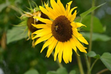 Arı ayçiçeğinden nektar ve polenle besleniyor. Parlak sarı ayçiçeği yaprakları.