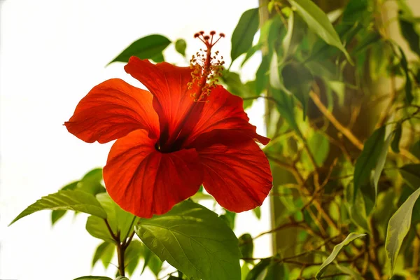 Kínai Hibiszkusz Gyönyörű Vörös Virág Hibiszkusz Rosa Sinensis Virág Néven — Stock Fotó