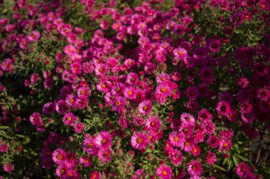 Bahçede sonbaharda açan kırmızı kestane rengi kasımpatılar. Çiçek açan çok güzel bir arka plan..