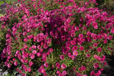 Bahçede sonbaharda açan kırmızı kestane rengi kasımpatılar. Çiçek açan çok güzel bir arka plan..
