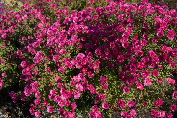 Bahçede sonbaharda açan kırmızı kestane rengi kasımpatılar. Çiçek açan çok güzel bir arka plan..