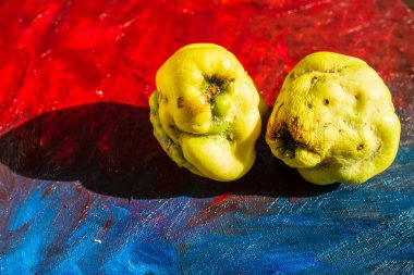 Kırmızı mavi arkaplanda iki sarı ayva. Yakın plan..