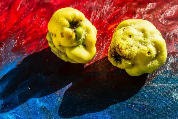 Dois Marmelos Amarelos Num Fundo Azul Vermelho Close — Fotografia de Stock