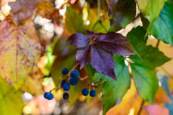 Röda blad av vilda druvor. Höstlöv av vilda druvor med suddig bakgrund. Höstens bakgrund. Selektiv inriktning — Stockfoto