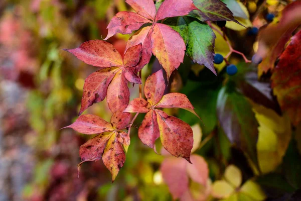 Feuilles rouges d'un raisin sauvage. Feuilles d'automne de raisins sauvages au fond flou. Fond d'automne. Concentration sélective — Photo