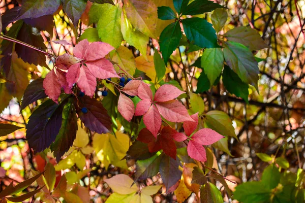 Feuilles rouges d'un raisin sauvage. Feuilles d'automne de raisins sauvages au fond flou. Fond d'automne. Concentration sélective — Photo