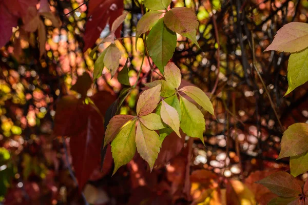 野生葡萄的红叶 秋天的野生葡萄叶子 背景模糊 秋天的背景有选择的重点 — 图库照片