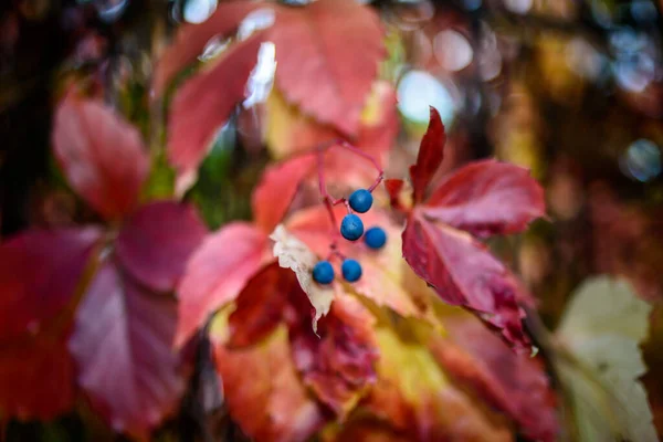 Feuilles Rouges Raisin Sauvage Feuilles Automne Raisins Sauvages Fond Flou — Photo