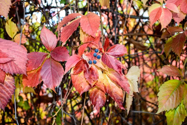 Rode Bladeren Van Een Wilde Druiven Herfst Bladeren Van Wilde — Stockfoto