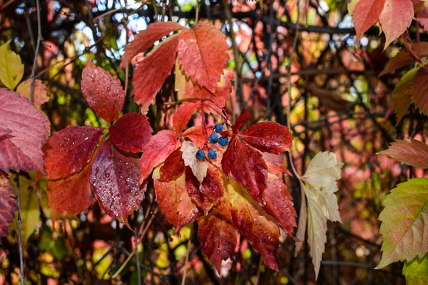 Rode Bladeren Van Een Wilde Druiven Herfst Bladeren Van Wilde — Stockfoto