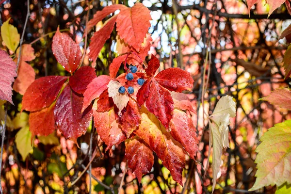 Feuilles Rouges Raisin Sauvage Feuilles Automne Raisins Sauvages Fond Flou — Photo