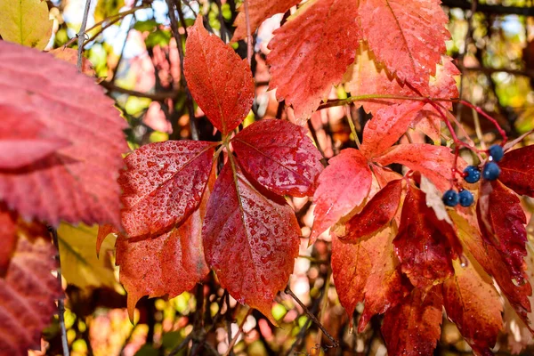 Rode Bladeren Van Een Wilde Druiven Herfst Bladeren Van Wilde — Stockfoto