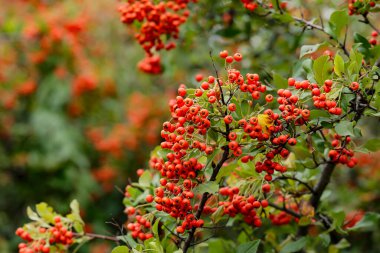 Pyracantha coccinea. Firethorn böğürtlenleri, Rosaceae her zaman yeşil olan bahçe düzenleme çalılığı. Bahçede sonbahar..