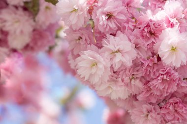 Çiçek sakura ya da kiraz ağacı, yaklaşın. Yaklaş, makro fotoğraf.. 