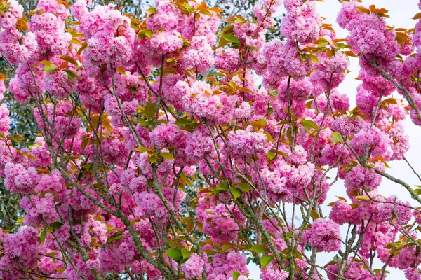 桜や桜の背景。春の時間晴れた日 — ストック写真