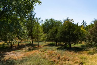 Bereketli yeşil ağaçların arasından geçen huzurlu asfalt bir yol. Güneş ışığı tente boyunca süzülüyor. Doğa, seyahat ve refah temaları için mükemmel.