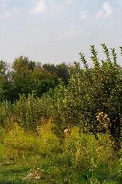 Güneşli bir meyve bahçesinde yetişen yemyeşil yaprakları olan genç elma ağaçları tarımı, meyve ekimini ve sürdürülebilir çiftçiliği sembolize ediyor.