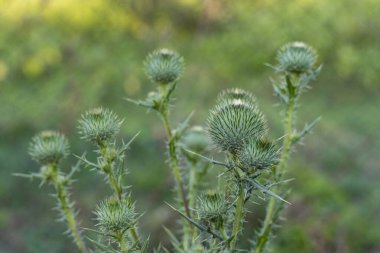 Dikenli yeşil saplı canlı mor devedikeni çiçekleri, detaylı doku ve doğal güzelliği yumuşak bulanık arka planda sergiliyor.
