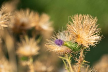 Dikenli yeşil saplı canlı mor devedikeni çiçekleri, detaylı doku ve doğal güzelliği yumuşak bulanık arka planda sergiliyor.