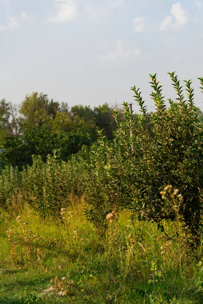 Güneşli bir meyve bahçesinde yetişen yemyeşil yaprakları olan genç elma ağaçları tarımı, meyve ekimini ve sürdürülebilir çiftçiliği sembolize ediyor.