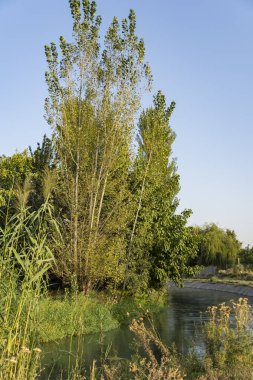 Yanlarında yeşil kamışlarla beton bir kanal boyunca akan sakin nehir suyu. Doğal doku, yaz manzarası ve su yüzeyindeki yansıma.