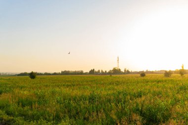 Parlak mavi gökyüzü altında çimenleri ve çalıları olan yemyeşil çayırlar barışı, doğayı ve kırsal çekiciliği çağrıştırıyor. Arkaplan ve eko-temalı tasarımlar için mükemmel