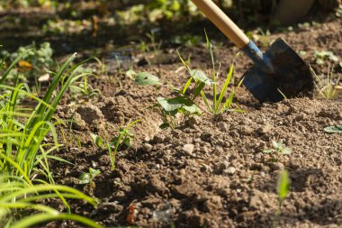 Güneş ışığı altında bahçe toprağını kazan tahta saplı bir küreğin yakın çekimi, yeşil bitkilerle çevrili, bahçe işleri, tarım ve açık hava temaları için mükemmel.