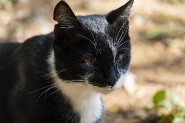 Bir gözü yaralı bir şekilde yerde yatan başıboş siyah beyaz kediye yakından bakın. Serseri hayvan, barınak, veteriner bakımı ve şefkat kavramı.