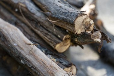 Doğal ahşap dokuya sahip kuru odun kütüklerinin yakın çekimi. Kış yakıtı kavramı, kırsal yaşam tarzı, doğal arka plan ve çevre dostu ısıtma