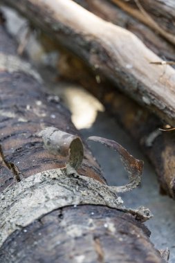 Doğal ahşap dokuya sahip kuru odun kütüklerinin yakın çekimi. Kış yakıtı kavramı, kırsal yaşam tarzı, doğal arka plan ve çevre dostu ısıtma