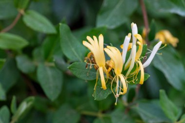 Hanımeli çiçeklerinin çeşitli safhalardaki çiçekleri, yemyeşil yapraklara karşı tüp sarı ve beyaz çiçekleri sergiliyor.