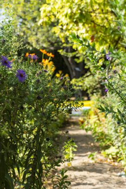 Bereketli yeşilliklerin ve canlı mor çiçeklerin arasından süzülen huzurlu, davetkar bir atmosfer için yumuşak güneş ışığıyla yıkanan sakin toprak yol.