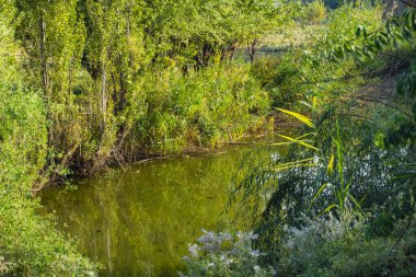 Güneşli bir yaz gününde sakin bir nehir boyunca yemyeşil bitki örtüsü. Ağaçlar, sazlıklar ve çalılar suya yansıyarak huzurlu bir doğal manzara yaratıyor.
