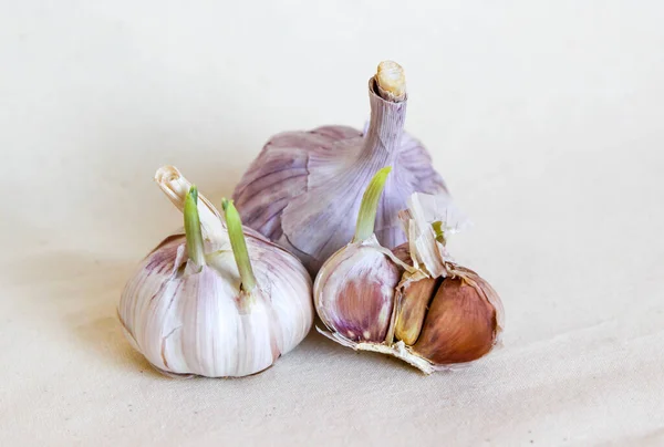 Two garlic bulbs and a half of a bulb with green sprouts on a white fabric background. Photo with selective focus