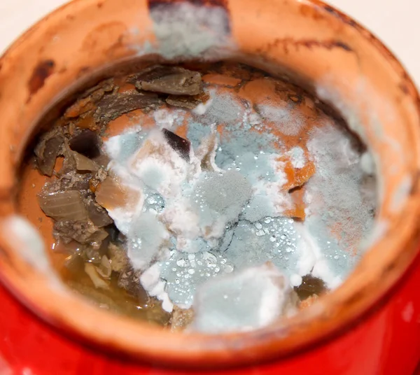 Closeup of rotting food. Mold growing on stewed vegetables