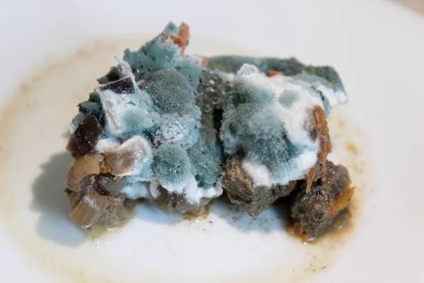 Closeup of rotting food. Mold growing on stewed vegetables and meat