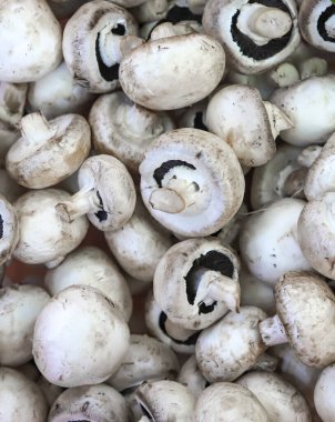 Arka plan olarak şampiyon mantar yığını Agaricus bisporus