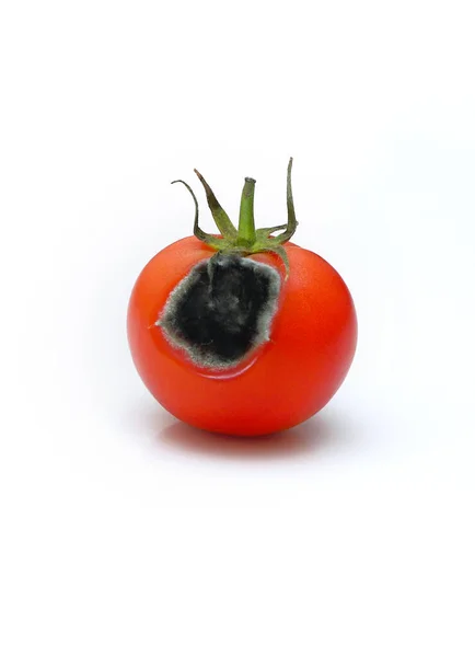 Primer Plano Tomate Podrido Aislado Blanco — Foto de Stock