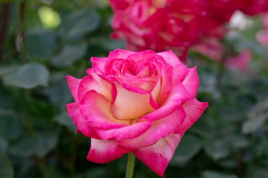 Bahçedeki pembe gül