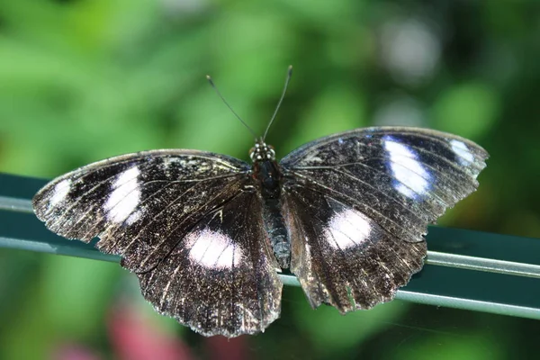 Schmetterling Auf Blatt Garten — Stockfoto