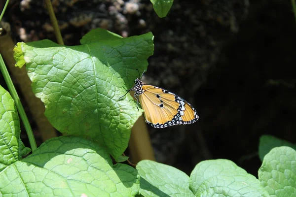 Schmetterling Auf Blatt Garten — Stockfoto