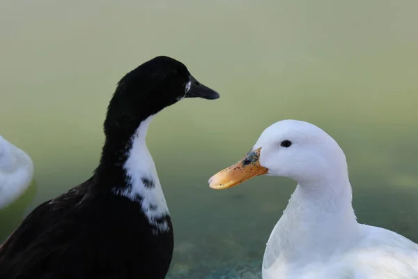 Canards Noirs Blancs Flottant Sur Lac — Photo