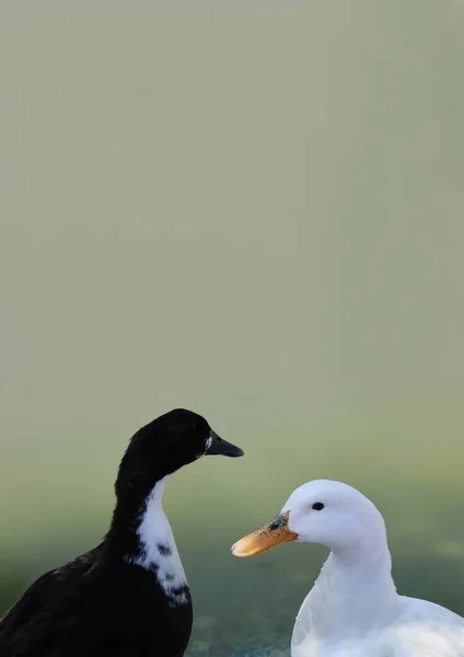 Black White Ducks Floating Lake — Stock Photo, Image