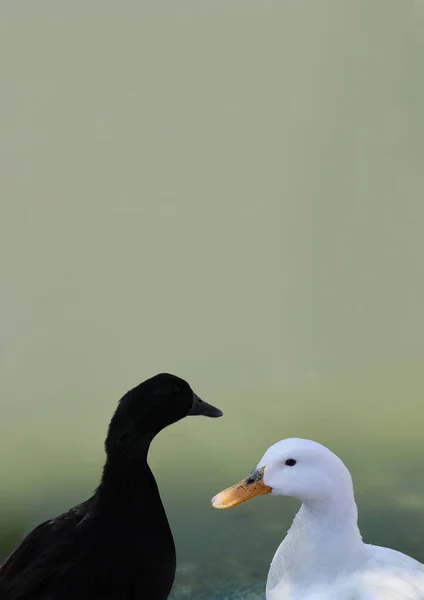 Black White Ducks Floating Lake — Stock Photo, Image