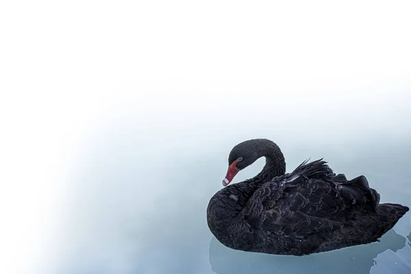 Swan Floating Lake — Stock Photo, Image