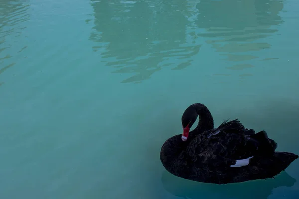 Swan Floating Lake — Stock Photo, Image